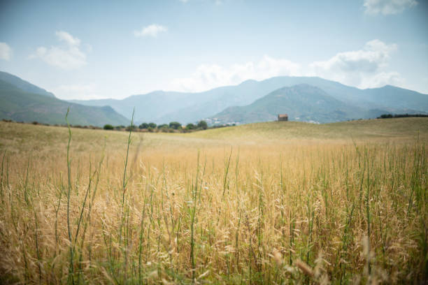 Crops grow on fertile farm land panoramic before harvest
