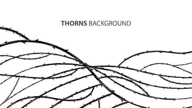 ilustrações de stock, clip art, desenhos animados e ícones de blackthorn branches with thorns stylish background. - sharp