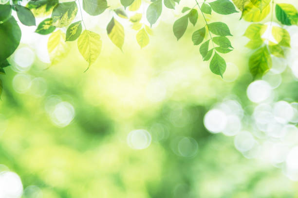 istock Green leaf on blurred greenery background in garden with copy space. 1160719260