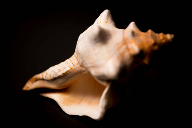 istock Studio shot of the conch spiral shell 1160719697