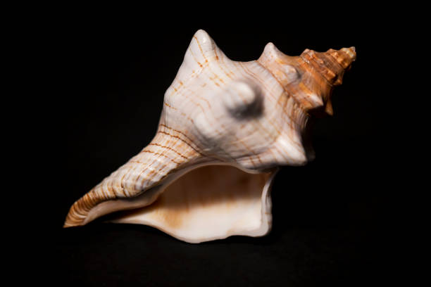 istock Studio shot of the conch spiral shell 1160721120