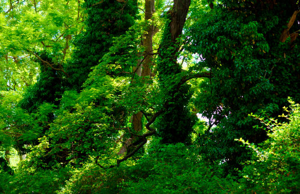 istock Forest thicket. Beautiful landscape of trees 1160723547