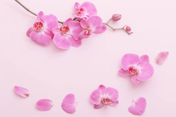 istock the beautiful orchid flowers 1160723732