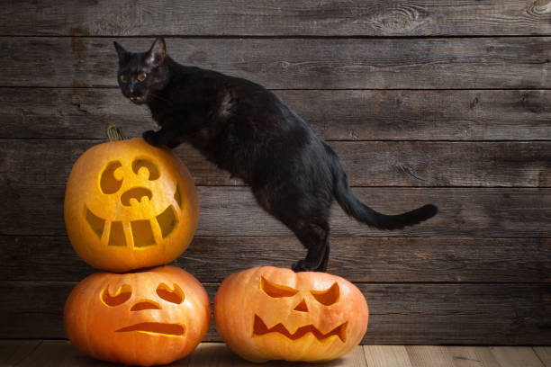 istock angry black cat with pumpkins on old wooden background 1160723802