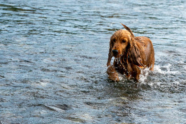 istock happy puppy dog cocker spaniel in the river 1160725940