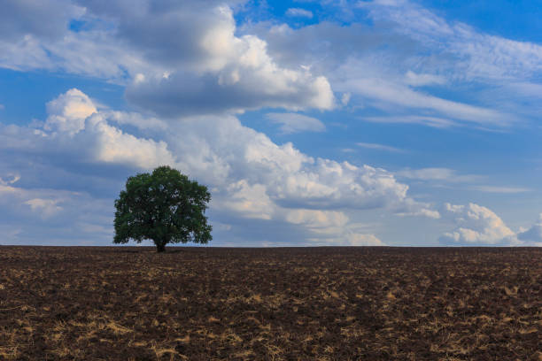 istock Lonely tree standing on a plowed field on the background of beautiful clouds 1160727001