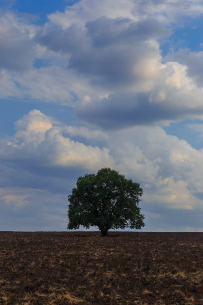 istock Lonely tree standing on a plowed field on the background of beautiful clouds 1160727006