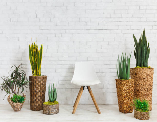 istock Home plants and chair on white background, copy space 1160729311