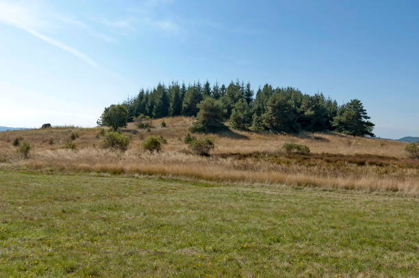 istock Landscape of Plana mountain 1160729477