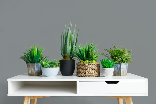 Different house plants in pots on white table at grey background. Home gardening concept
