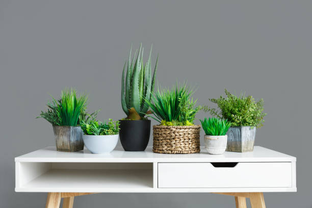 Home gardening concept Different house plants in pots on white table at grey background. Home gardening concept cactus plant needle pattern stock pictures, royalty-free photos & images