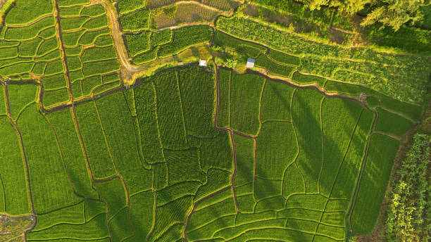 istock The beautiful landscape of rice fields 1160729823