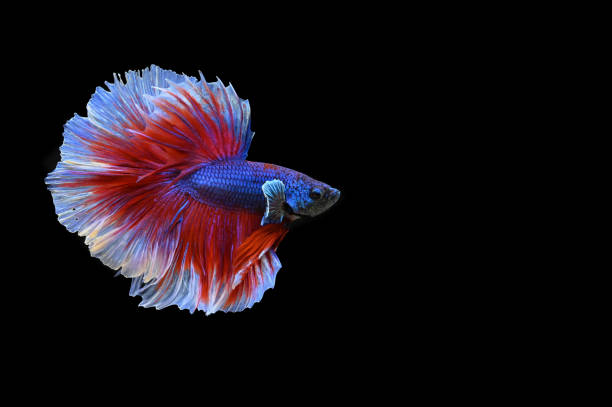 istock Beautiful fish in Thailand 1160730483