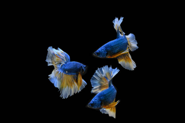 istock Many betta fish in Thailand 1160730484