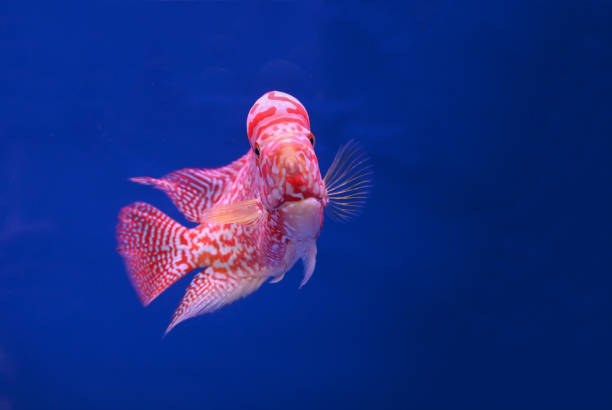 istock Beautiful Cichlids on a blue background. 1160730545