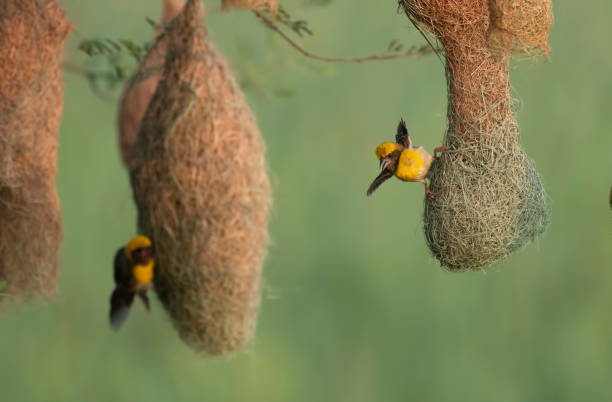 istock Baya weaver feeding in the morning 1160731326