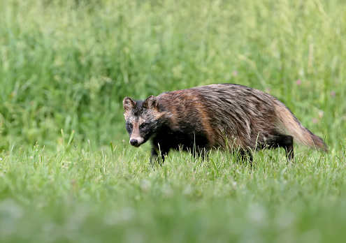 Close-up and detailed photos of The raccoon dog (Nyctereutes procenoides) are walking on the ground in search of food