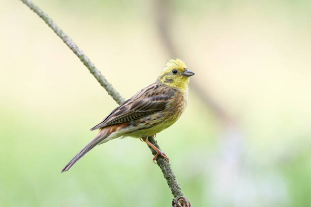 istock Unusual look at the usual yellowhammer (Emberiza citrinella) 1160733255