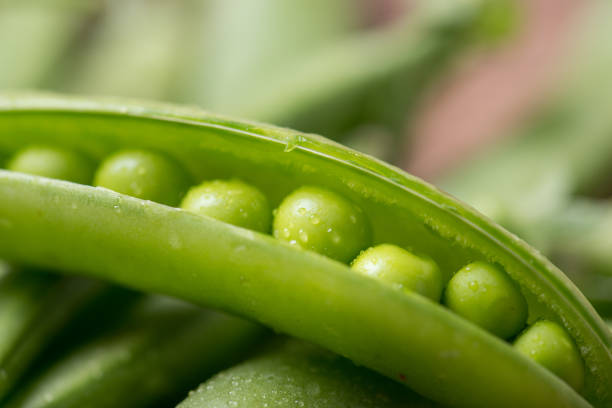 pod of green pea , green peas, on wood background - green pea pea pod vegetable freshness imagens e fotografias de stock