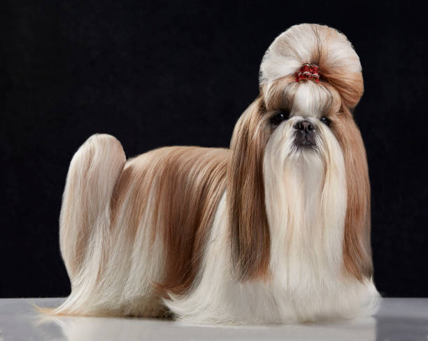 Shih Tzu Hair Styles Stock Photos, Pictures & Royalty-Free Images - iStock
