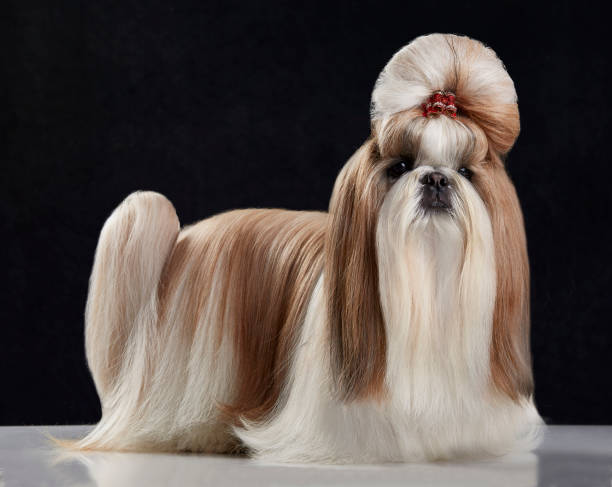 Shih Tzu Hair Styles Stock Photos, Pictures & Royalty-Free Images - iStock Shih Tzu Hair Styles Stock Photos, Pictures & Royalty-Free Images - iStock