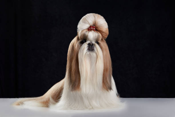 Shih Tzu dog with top knot Cute baby dog posing. Studio shot. shih tzu stock pictures, royalty-free photos & images