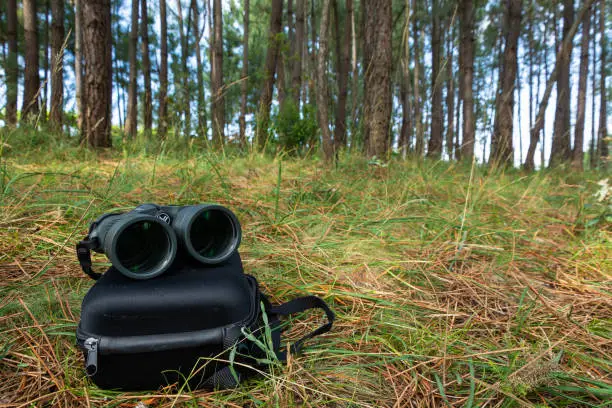 Binoculars in a pineforest and grass