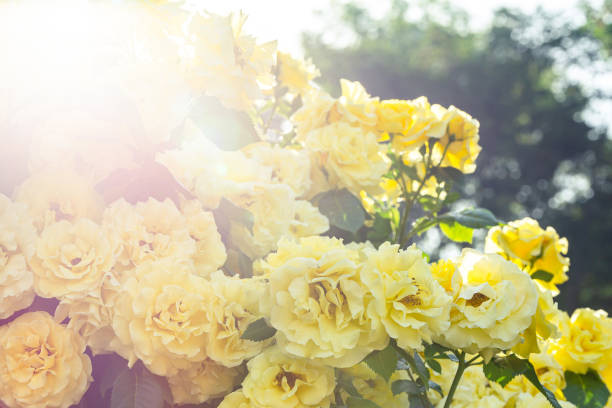 istock Beautiful roses isolated with blurred background 1160744213