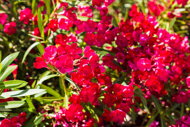 Blooming pink oleander flowers in garden. Selective focus. Copy space. Blossom spring, exotic summer