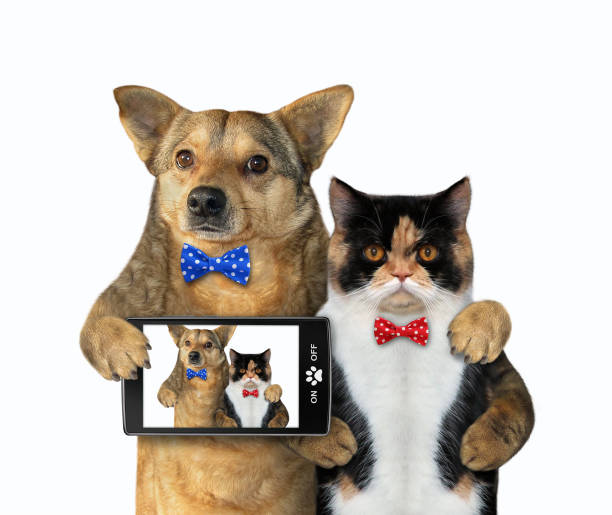 istock Dog with a cat made selfie 1160745342