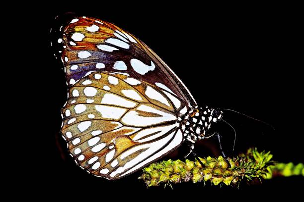 istock Butterfly drinking juice from flower - black background. 1160746203