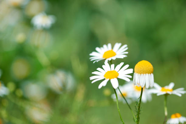Nature background with wild flowers camomiles. Close up.