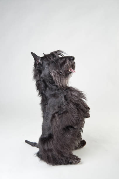 istock Jumping begging Scottish Terrier on white background 1160747254