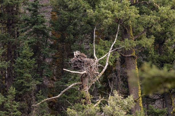 istock eagle nest with chicks in Yellowstone National Park 1160747560