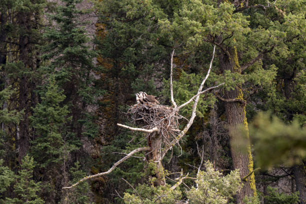 istock eagle nest with chicks in Yellowstone National Park 1160747563