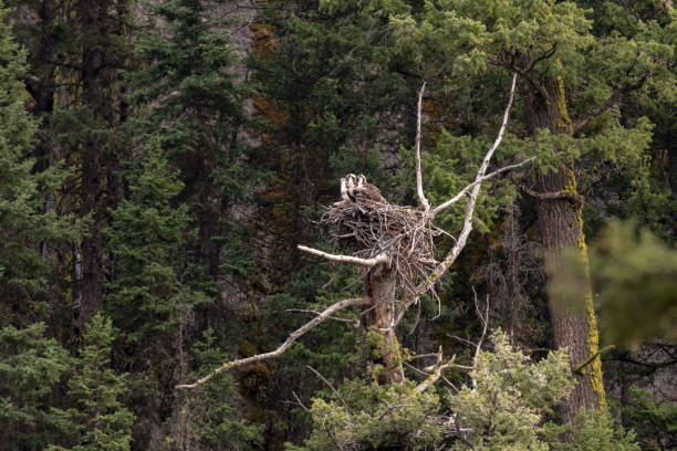 istock eagle nest with chicks in Yellowstone National Park 1160747564