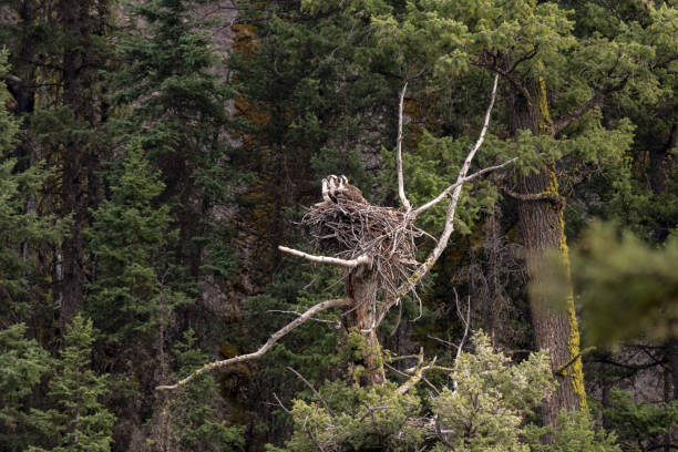istock eagle nest with chicks in Yellowstone National Park 1160747567