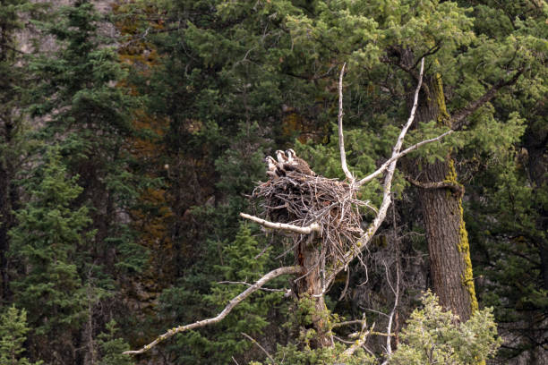istock eagle nest with chicks in Yellowstone National Park 1160747568