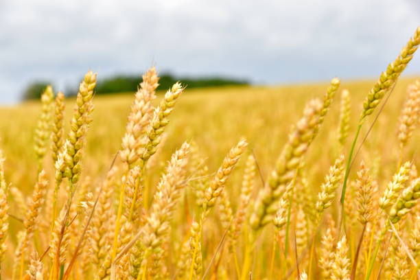 istock Wheat blade against the background of a wheat field 1160748756