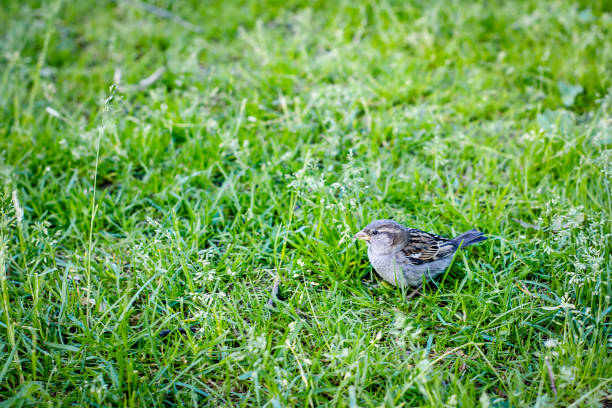 Sparrow, close-up.