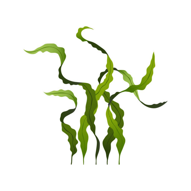 스피룰리나 해초 건강 식품, 흰색 배경에 고립 된 해조류, 벡터 일러스트 - seaweed stock illustrations