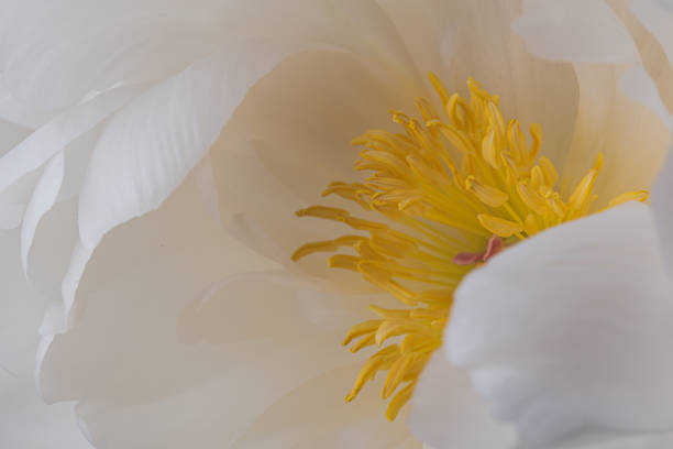 istock Yellow pistils on smooth white peony petals flower 1160750012