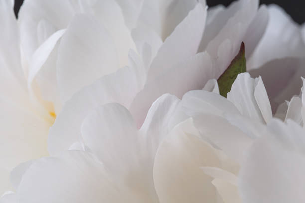 istock Yellow pistils on smooth white peony petals flower 1160750061