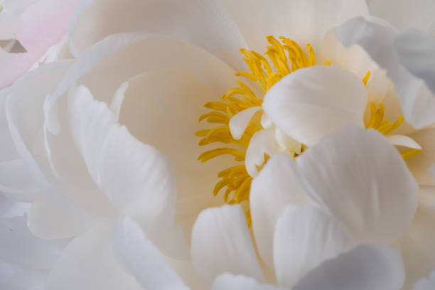 istock Yellow pistils on smooth white peony petals flower 1160750091