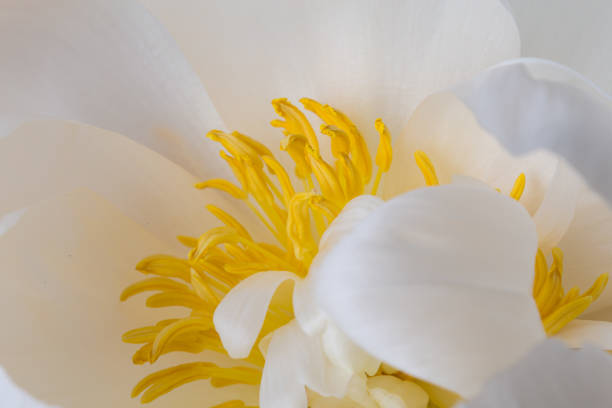 istock Yellow pistils on smooth white peony petals flower 1160750117
