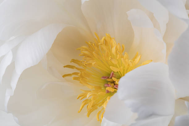 istock Yellow pistils on smooth white peony petals flower 1160750146