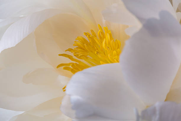 istock Yellow pistils on smooth white peony petals flower 1160750162