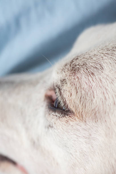 istock Jack Russell Terrier's left eyelash looking for something, Close up & Macro shot, Selective focus, Body dog part concept 1160750228