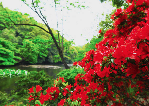 Flowers of Japan, natural landscapes, flowers and leaves typical of Japan