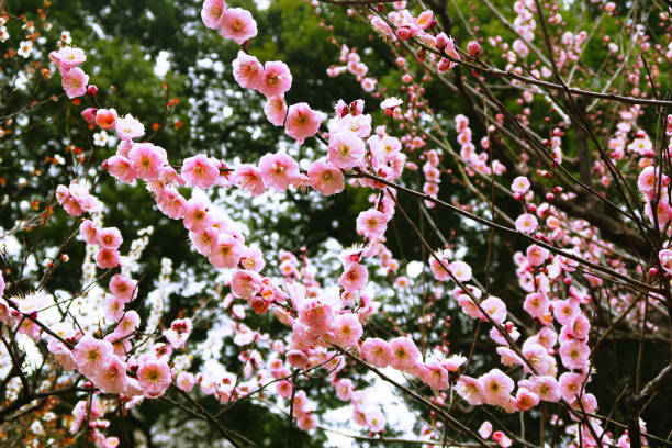 日本の花 - cherry tree tree autumn multi colored ストックフォトと画像